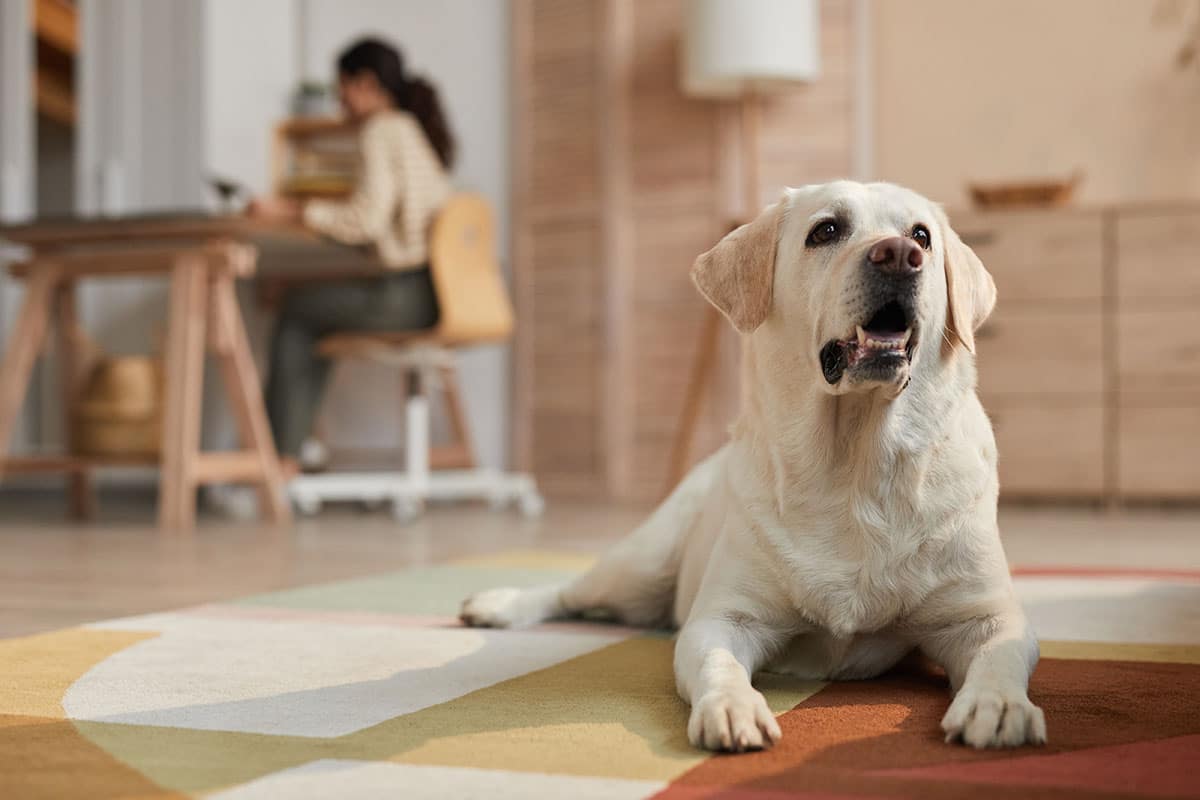 white Labrador dog lying on carpet