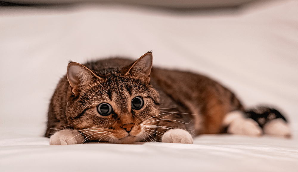 How To Remove Cat Urine From Your Carpet