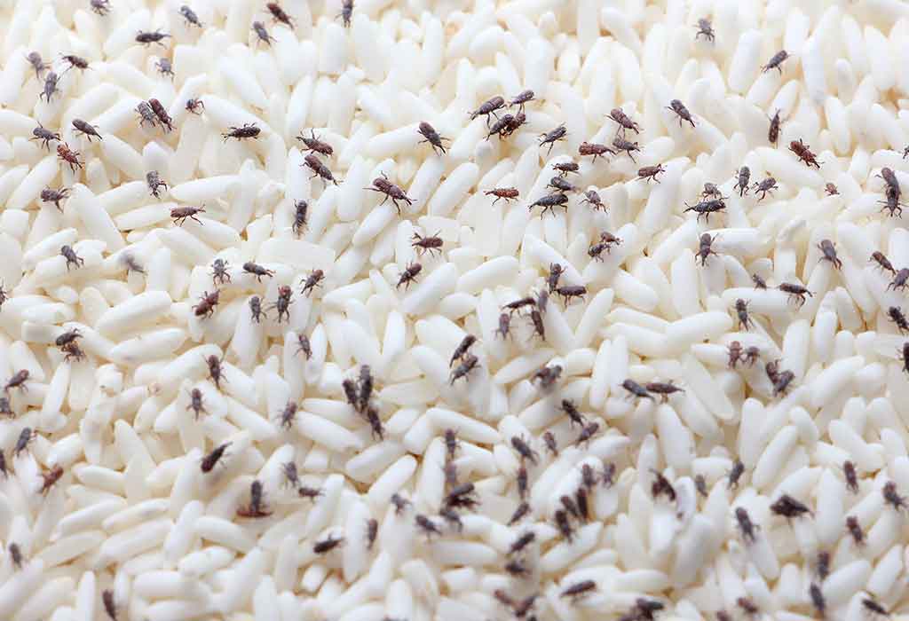 How to get rid of pantry bugs 1